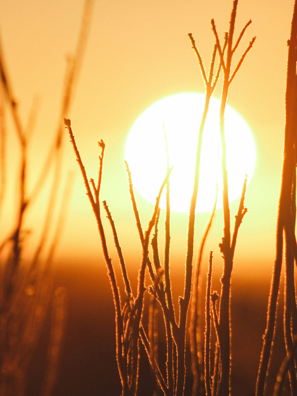How does sunscreen block vitamin D?